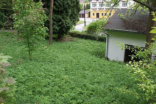 Jewish cemetery in Dolní Cetno