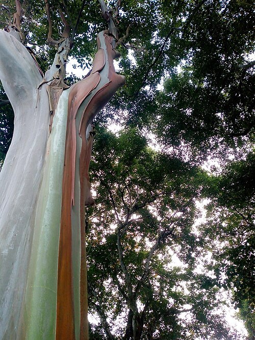 Dois Irmãos State Park