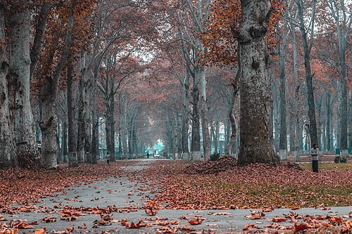 Naseem Bagh