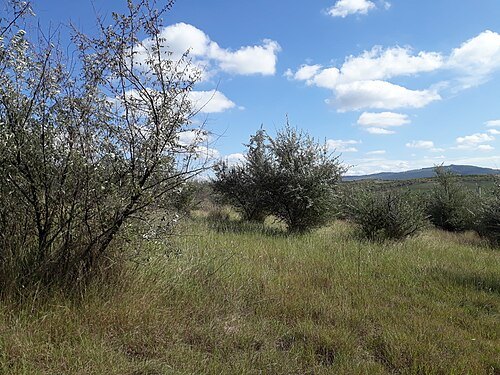Burghelea V settlement