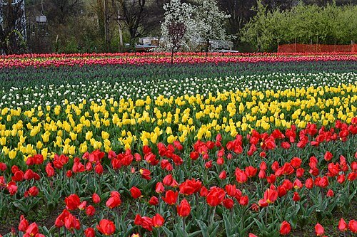 Jardín Conmemorativo de Tulipanes Indira Gandhi