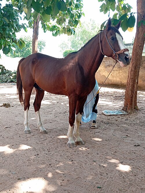 Horse museum