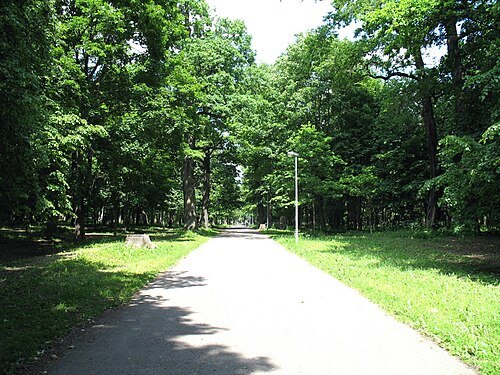 Ąžuolynas