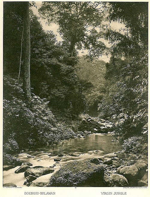Belawan River