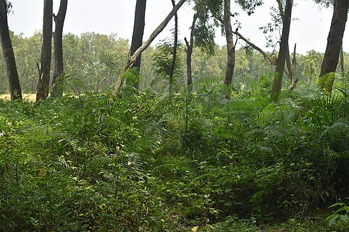 Dharmapur National Forest