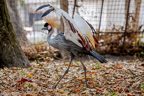 Jardin zoologique de Kinshasa