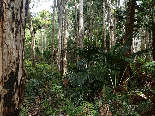 Wyrrabalong National Park