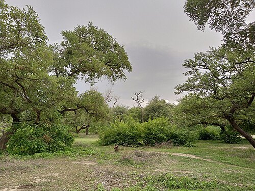 Classified Forest of Madarounfa