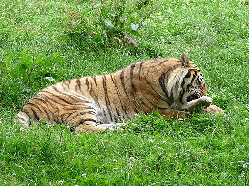 Tabor Zoo
