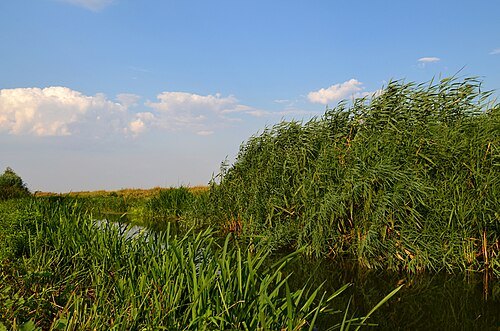 Mochuritsa