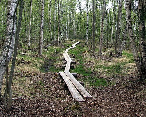 Letonniemi