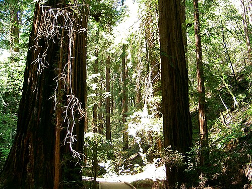Muir Woods National Monument