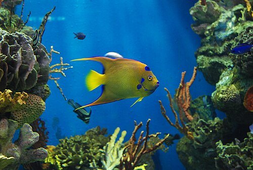 巴塞罗那水族馆