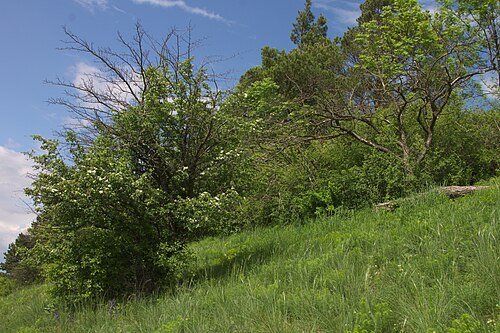 Hlaváčková stráň