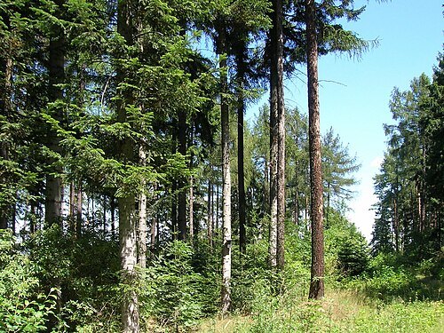 Hošťanka