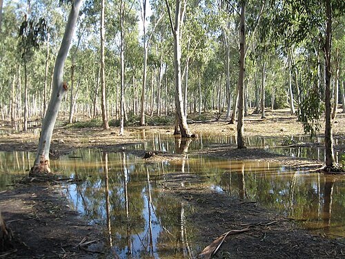 Hadera Forest