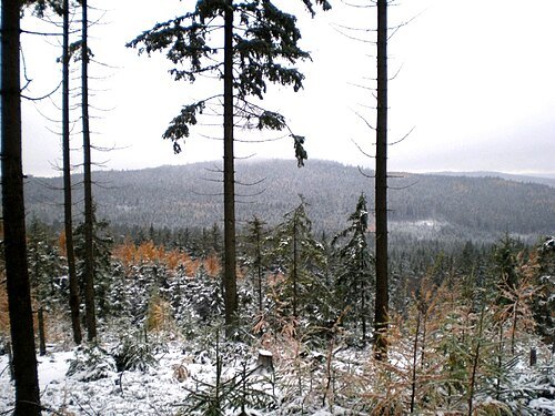 Kočka