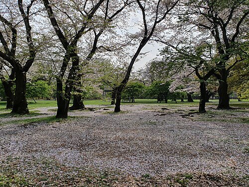 代代木公園