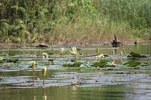 Togodo Forest Reserve