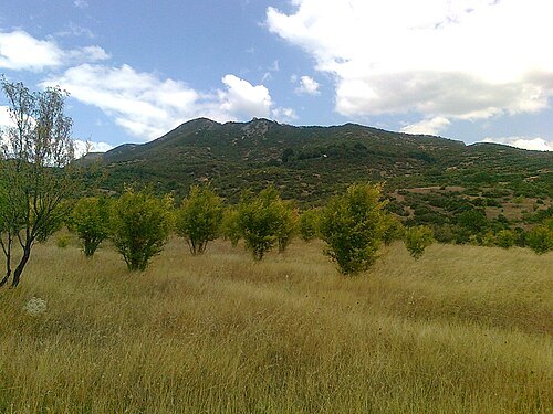 Plavuš