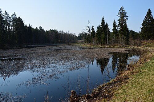 Rõuge River