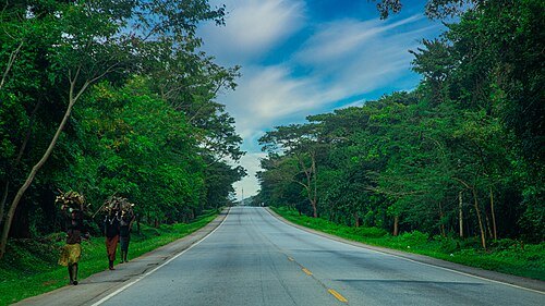 Busitema Forest