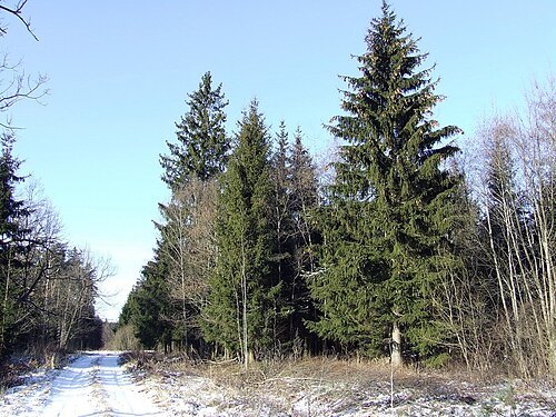 Gaižiūnai Forest