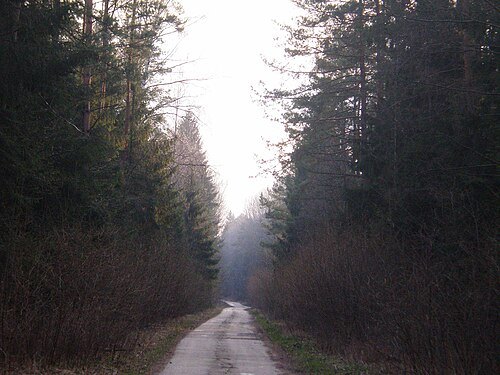 Josvainiai Forest