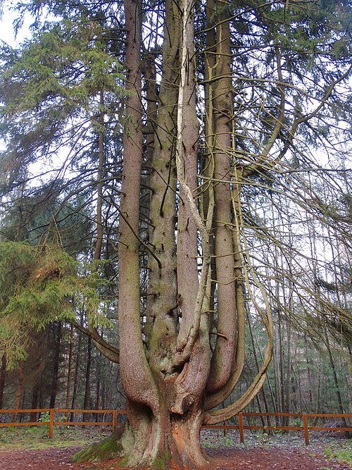 Witch spruce