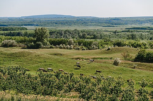 Suta de Movile