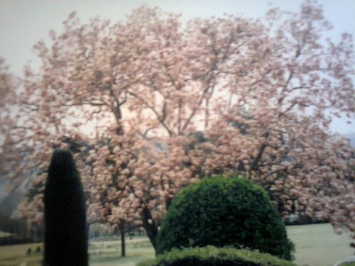 Lady Garden Park