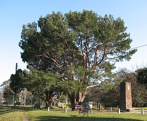 Lone Pine