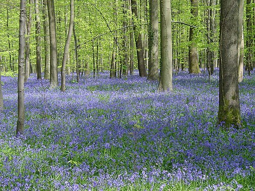Halle Forest