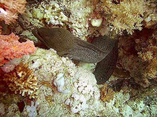 Anemone City, Shark Reef and Jolanda Reef