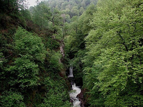 Saja