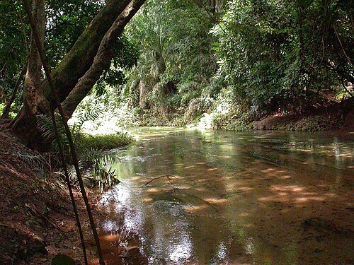 Kou Classified Forest