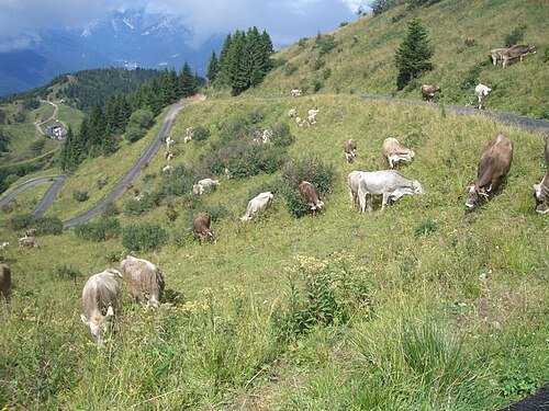 Monte Zoncolan