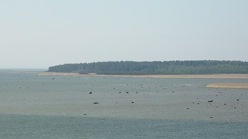 Tauksi