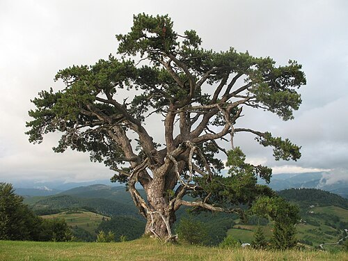 Kamena Gora
