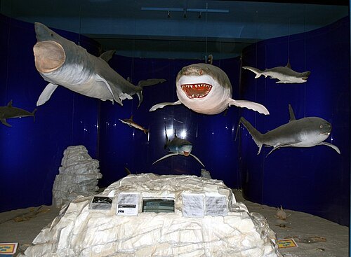 Rijeka Natural History Museum