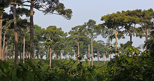 Medhakachhapia National Park