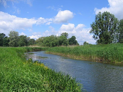Widawa