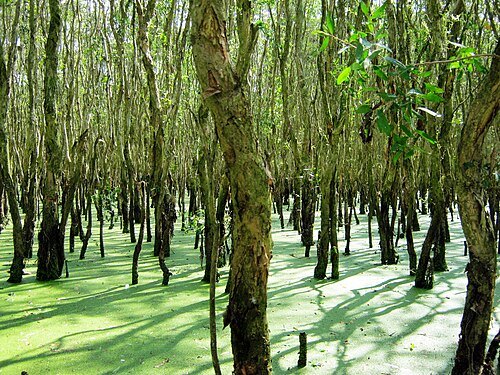 Tra Su Forest