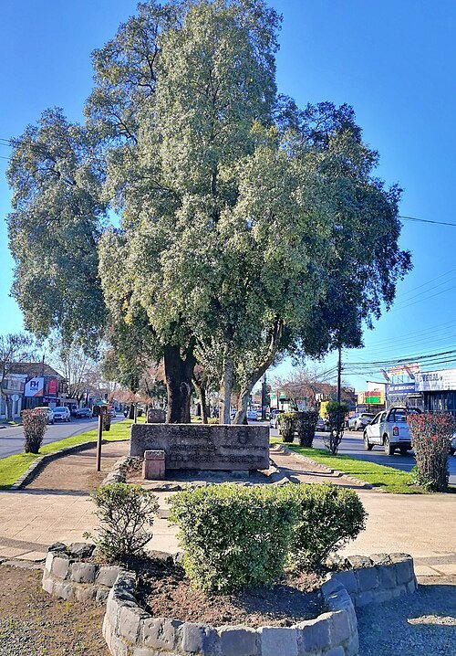 Avenida Argentina, Chillán