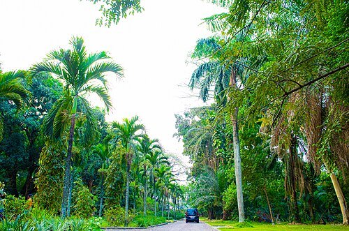 Kinshasa botanical garden