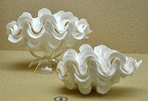Phuket Seashell Museum