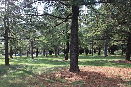 Haig Park