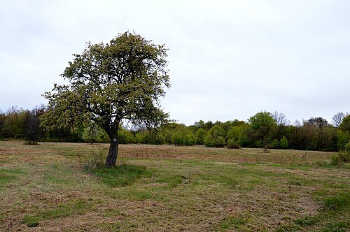 Pohansky hrad