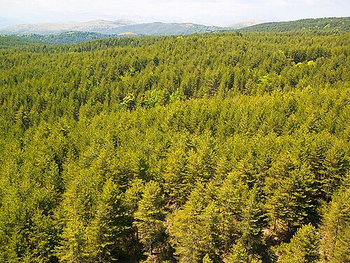 Skiritida forest
