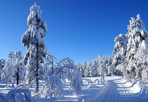 Krokskogen